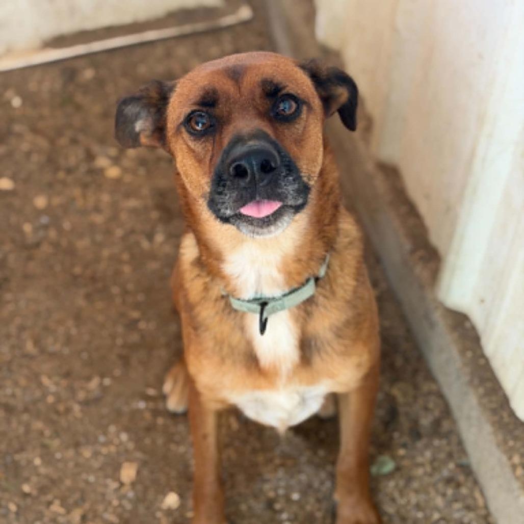 Pocket, Adoptable, Adult Female German Shepherd Dog & Mixed Breed.