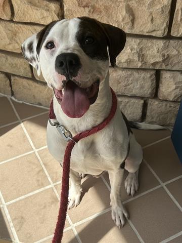 Enlarge POGO, a Adoptable German Shorthaired Pointer in Dayton, OH image 1/1