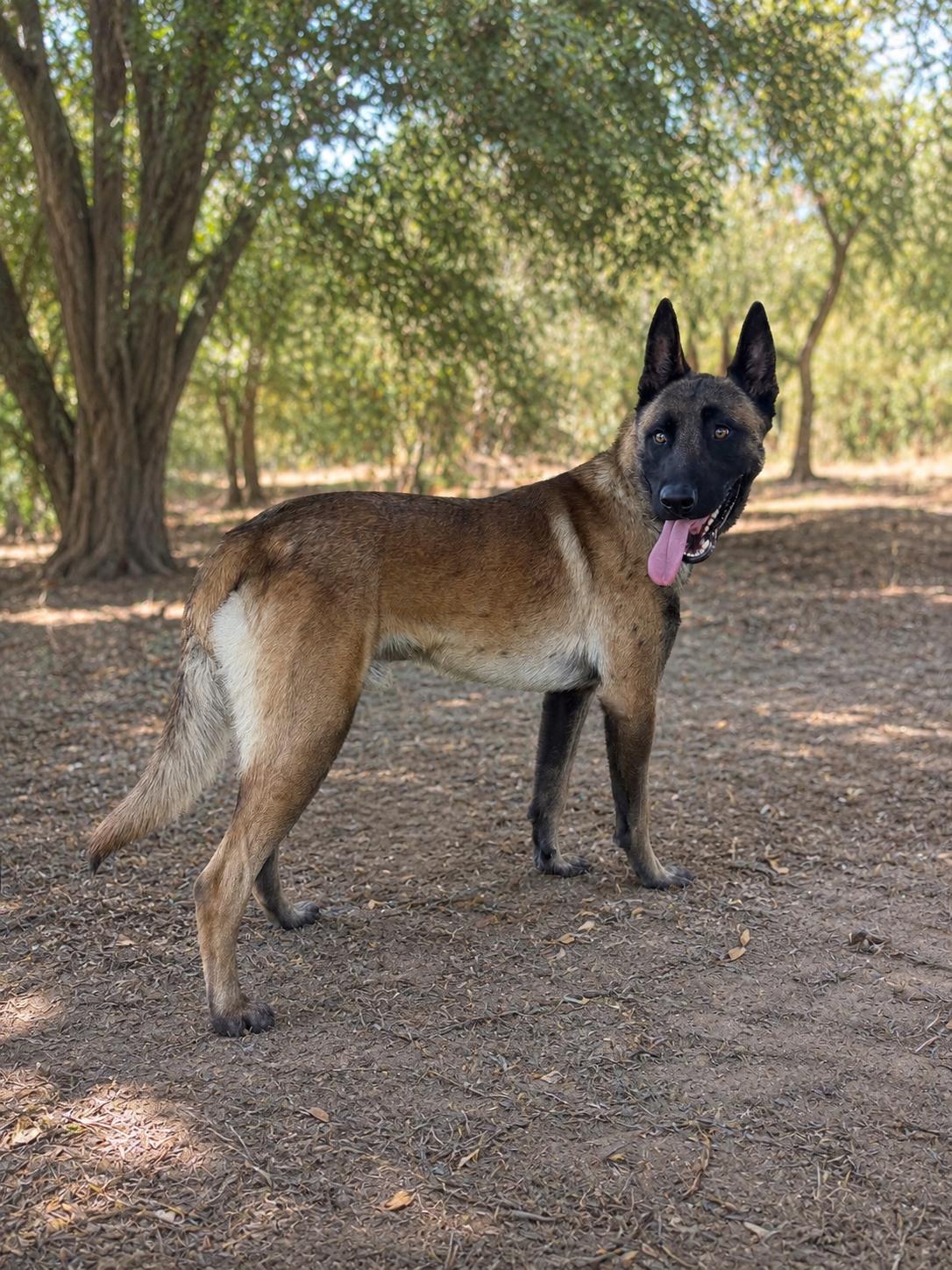 Goose, a Adoptable Belgian Shepherd / Malinois in Irvine, CA image 3/3
