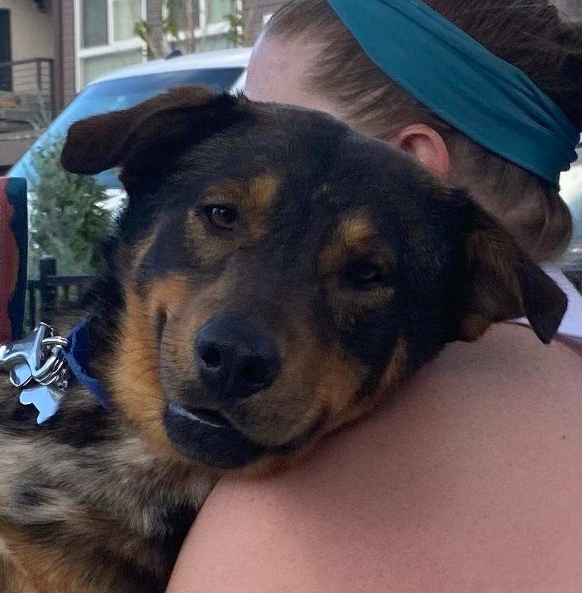 Cyrus, Adoptable, Adult Male Shepherd.