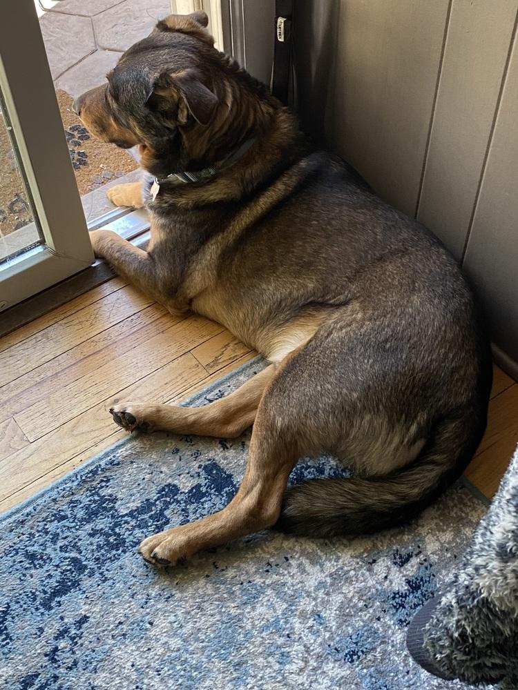 Enlarge Cyrus, a Adoptable mixed breed in Littleton, CO image 4/6