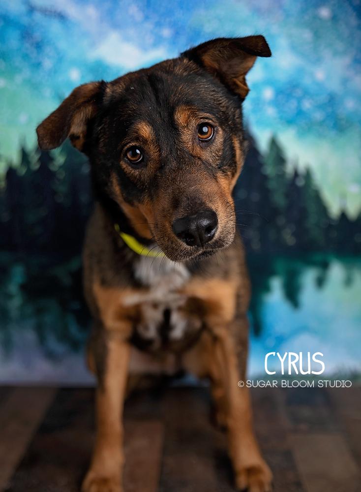 Enlarge Cyrus, a Adoptable mixed breed in Littleton, CO image 5/6