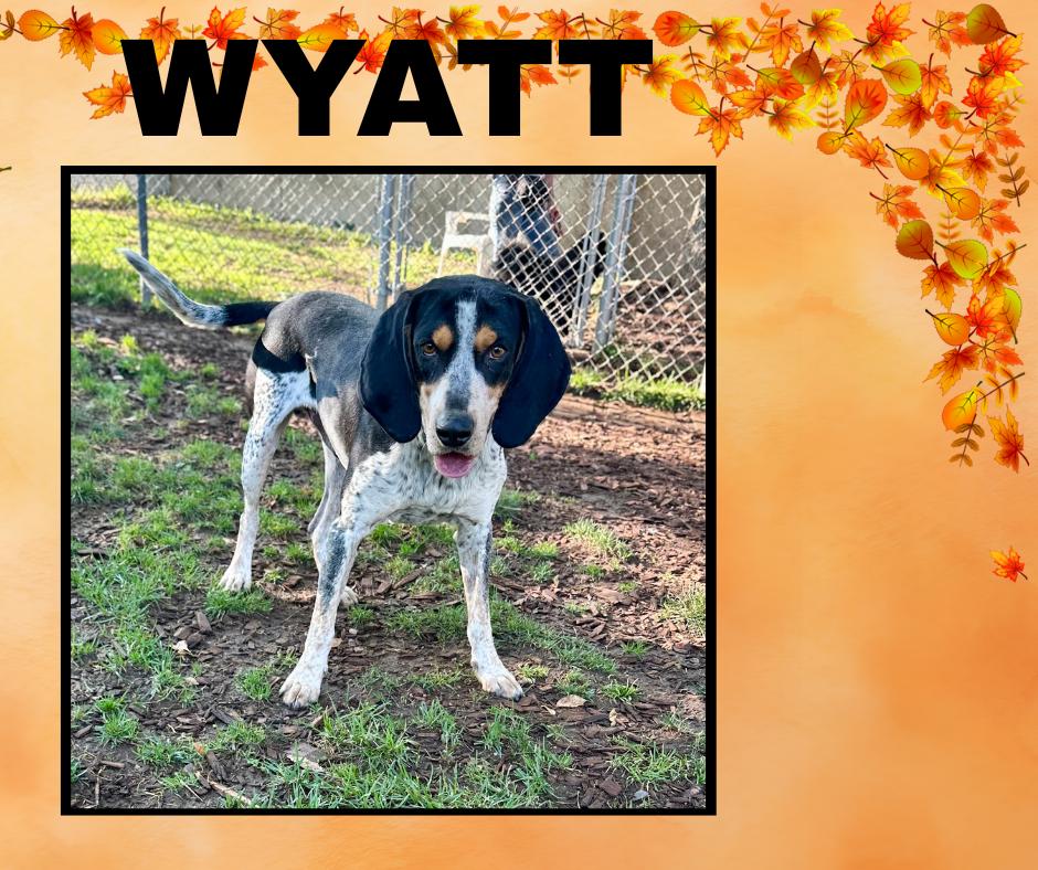 Enlarge Wyatt, a Adoptable Coonhound in Albuquerque, NM image 1/1