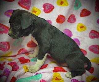 Primrose (Prim)- Puppy #1 (OS Litter #1/2026), Adoptable, Puppy Female American Bulldog & Labrador Retriever.
