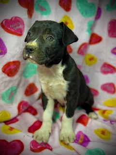 Enlarge Primrose (Prim)- Puppy #1 (OS Litter #1/2026), a Adoptable mixed breed in Pleasanton, TX image 1/3
