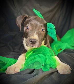 Enlarge Primrose (Prim)- Puppy #1 (OS Litter #1/2026), a Adoptable mixed breed in Pleasanton, TX image 2/3