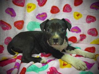 Enlarge Primrose (Prim)- Puppy #1 (OS Litter #1/2026), a Adoptable mixed breed in Pleasanton, TX image 3/3
