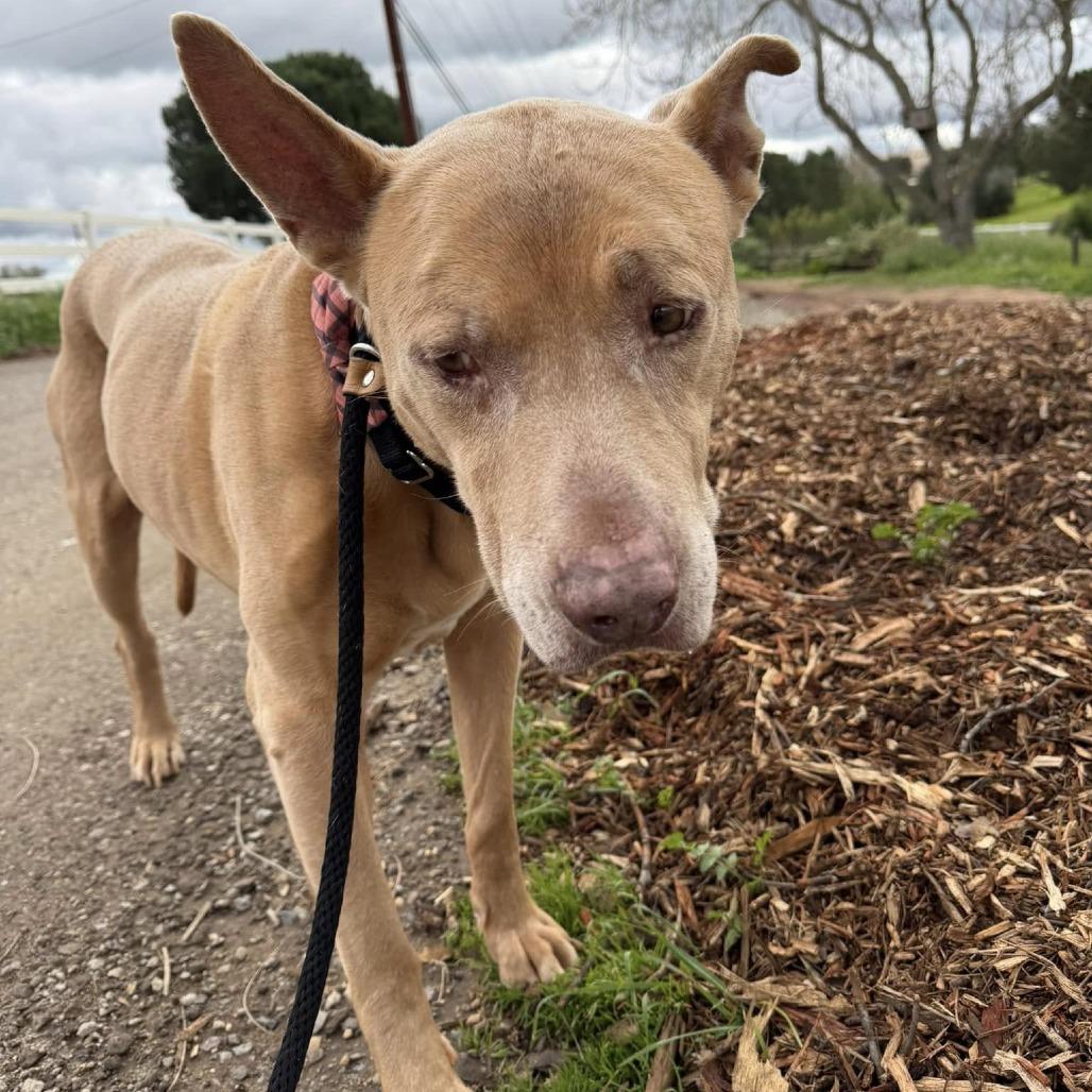 Trigger — thumbnail 4