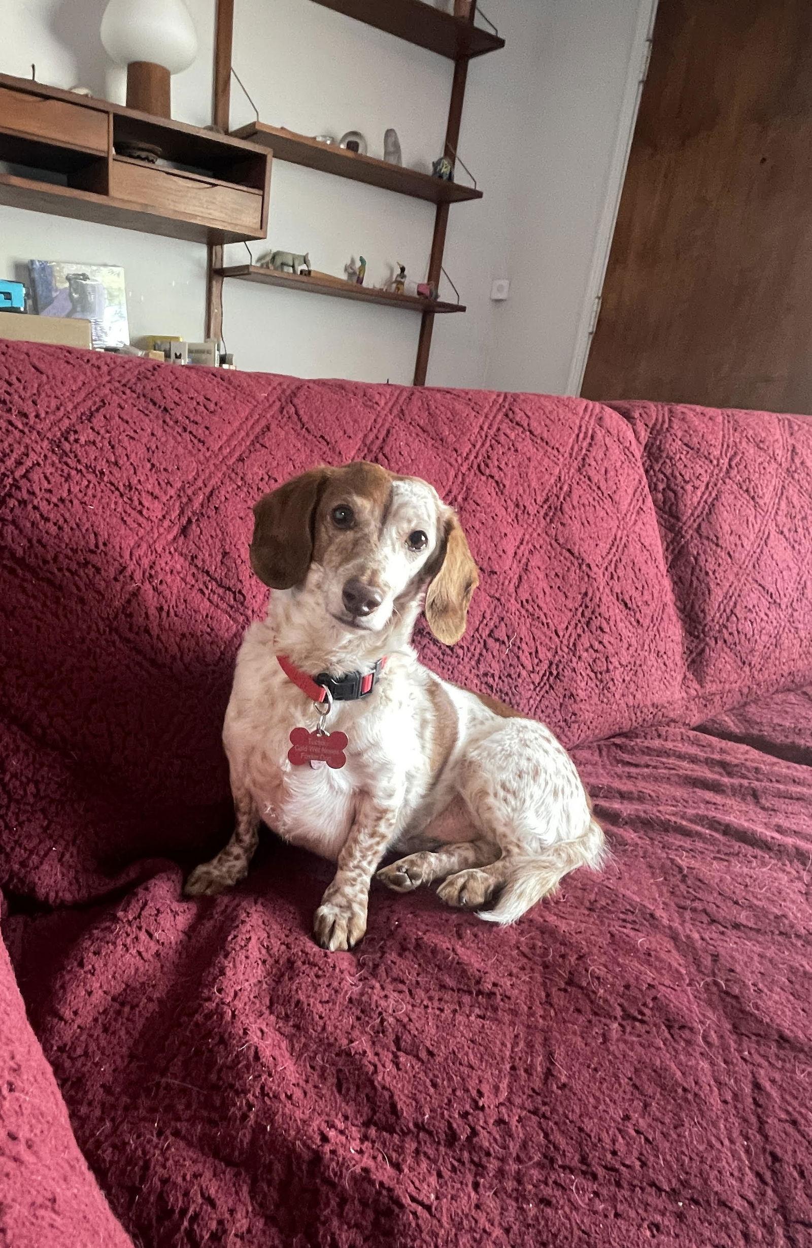 Harvey, Adopted, Adult Male Dachshund.