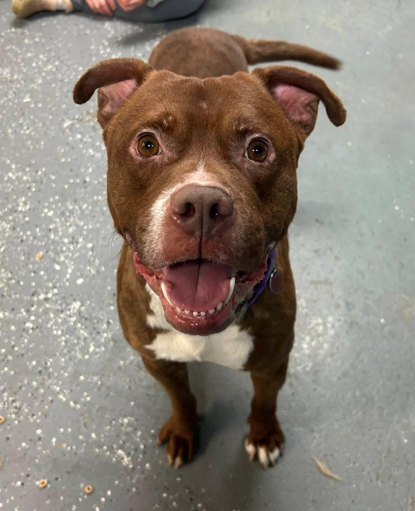 Phoenix, Adoptable, Adult Male Mixed Breed.