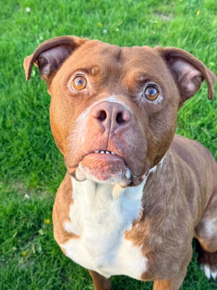 Phoenix, a Adoptable mixed breed in Warren, MI image 2/4
