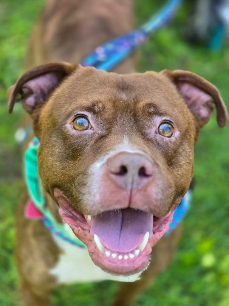 Phoenix, a Adoptable mixed breed in Warren, MI image 3/4