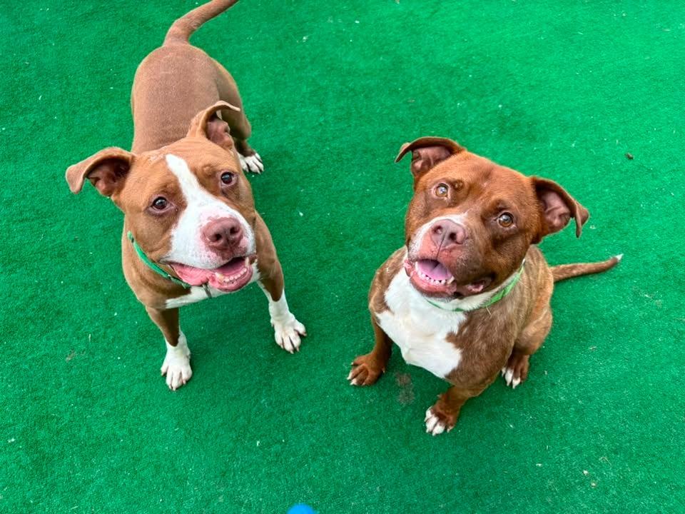 Enlarge Phoenix, a Adoptable mixed breed in Warren, MI image 5/6