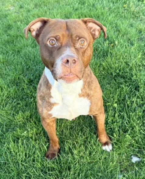 Phoenix, a Adoptable mixed breed in Warren, MI image 4/4