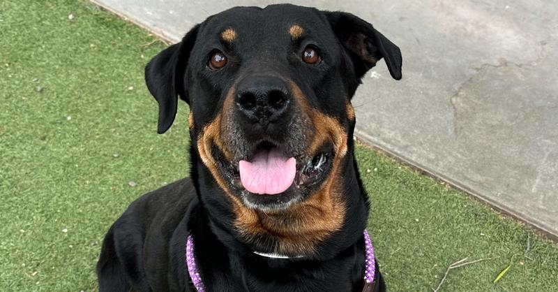 Oakley, Adoptable, Adult Female Rottweiler.