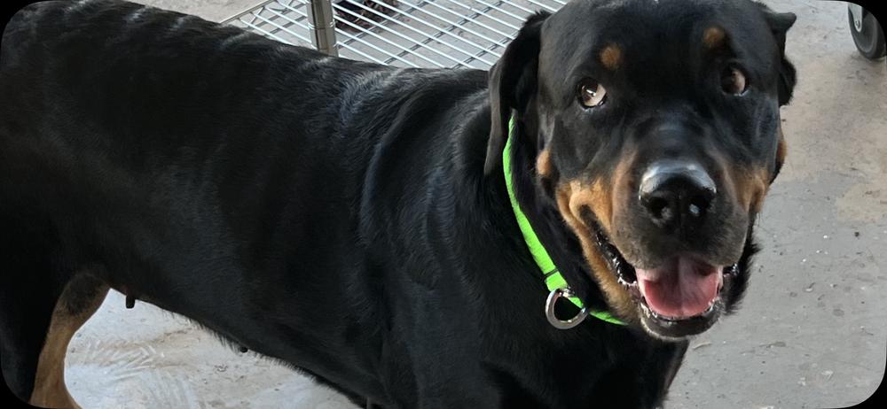 Oakley, Adoptable, Adult Female Rottweiler.