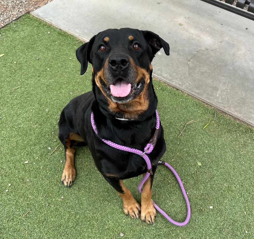 Oakley, Adoptable, Adult Female Rottweiler.