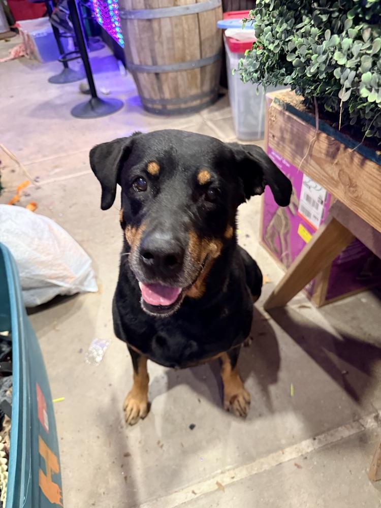 Enlarge Oakley, a Adoptable Rottweiler in Gilbert, AZ image 3/6