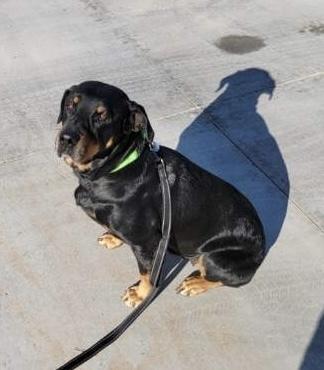 Enlarge Oakley, a Adoptable Rottweiler in Gilbert, AZ image 4/6