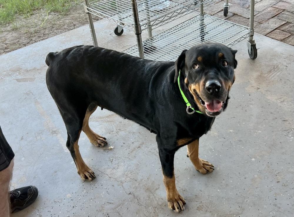 Oakley, Adoptable, Adult Female Rottweiler.