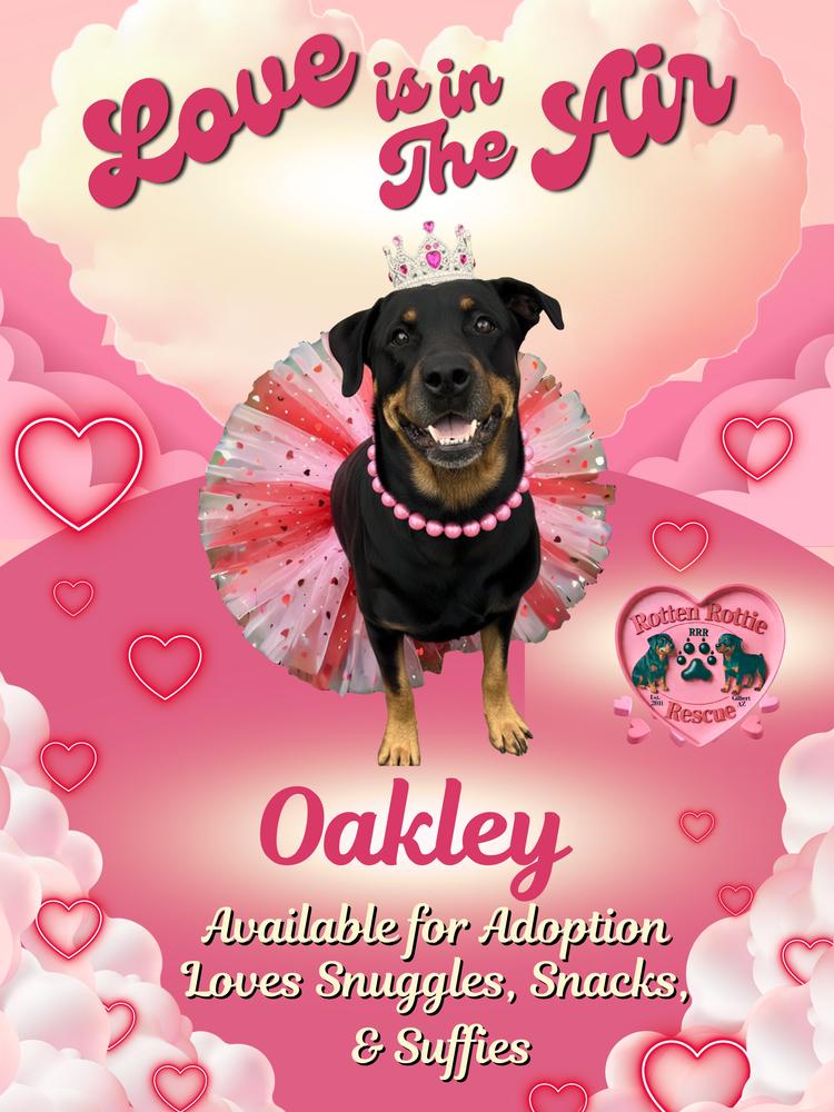 Enlarge Oakley, a Adoptable Rottweiler in Gilbert, AZ image 4/4