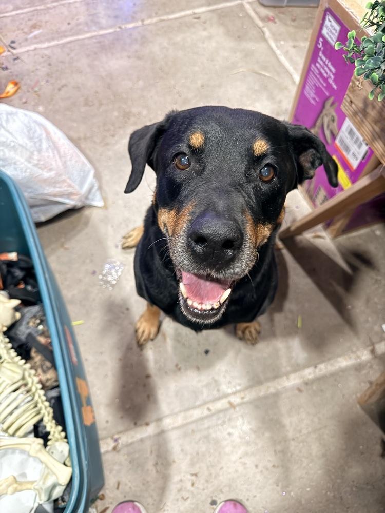 Enlarge Oakley, a Adoptable Rottweiler in Gilbert, AZ image 6/6