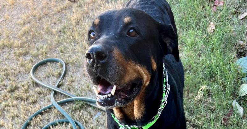 Enlarge Oakley, a Adoptable Rottweiler in Gilbert, AZ image 6/6