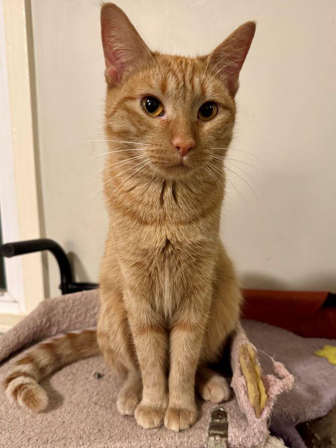 Enlarge Cherry, a ADOPTABLE mixed breed in Tulsa, OK image 5/5