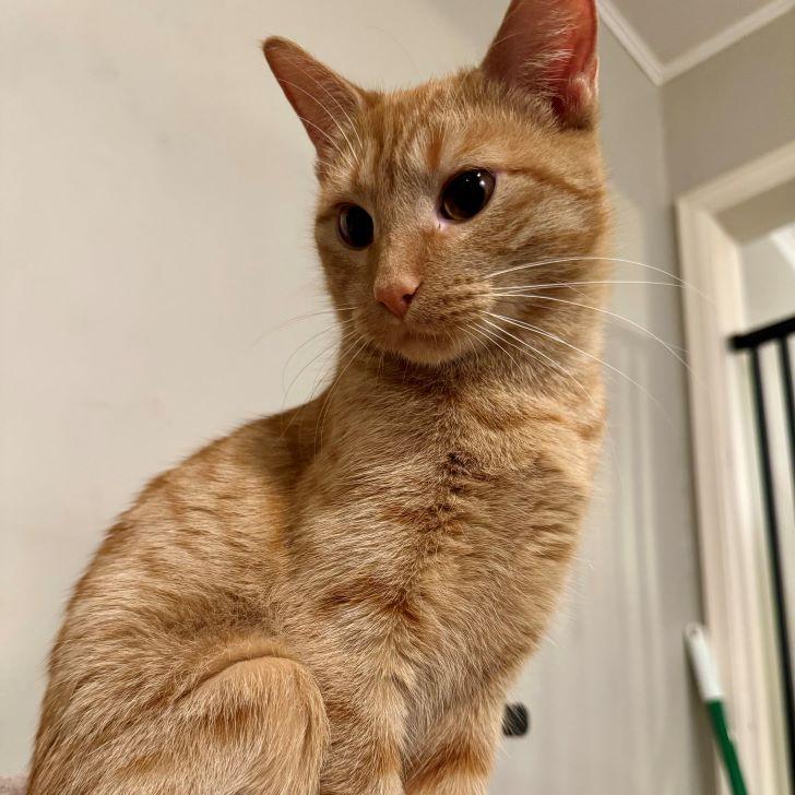 Enlarge Cherry, a ADOPTABLE mixed breed in Tulsa, OK image 3/5