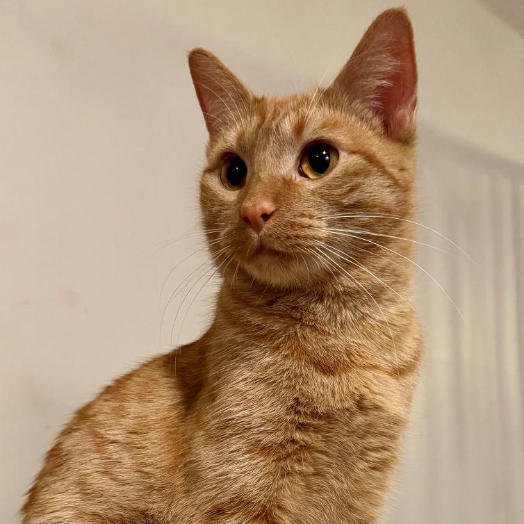 Enlarge Cherry, a ADOPTABLE mixed breed in Tulsa, OK image 2/5