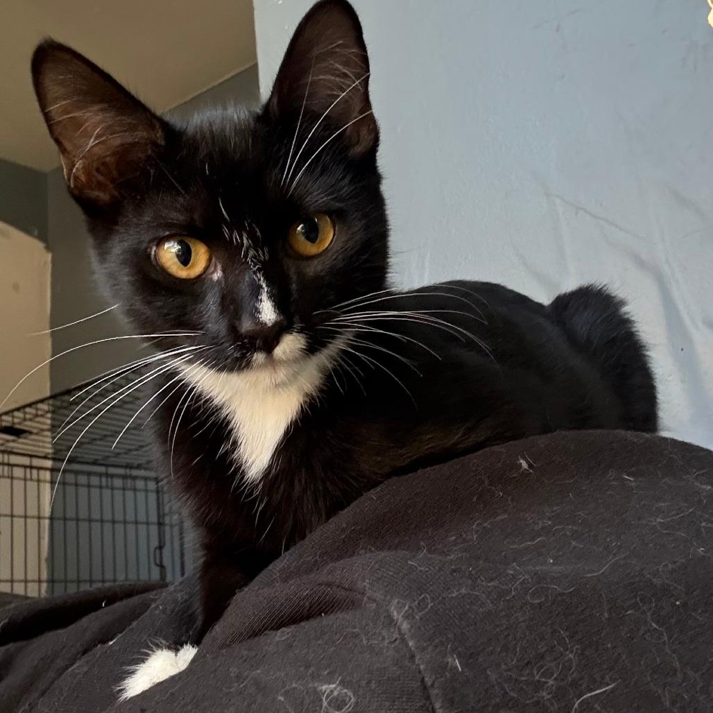 Apple — thumbnail 2