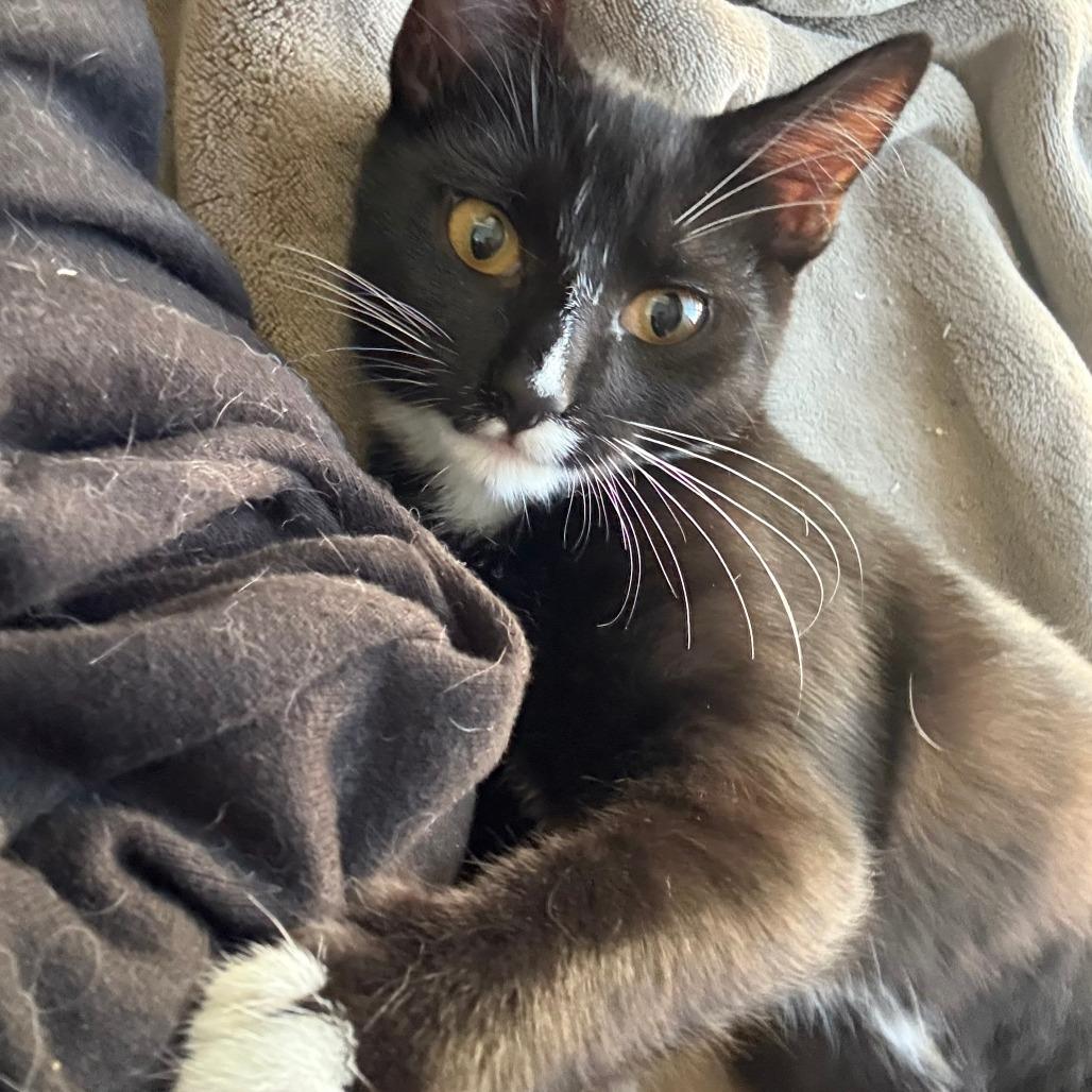 Apple — thumbnail 3