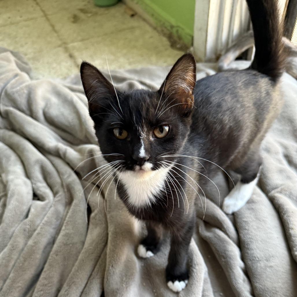 Apple — thumbnail 4