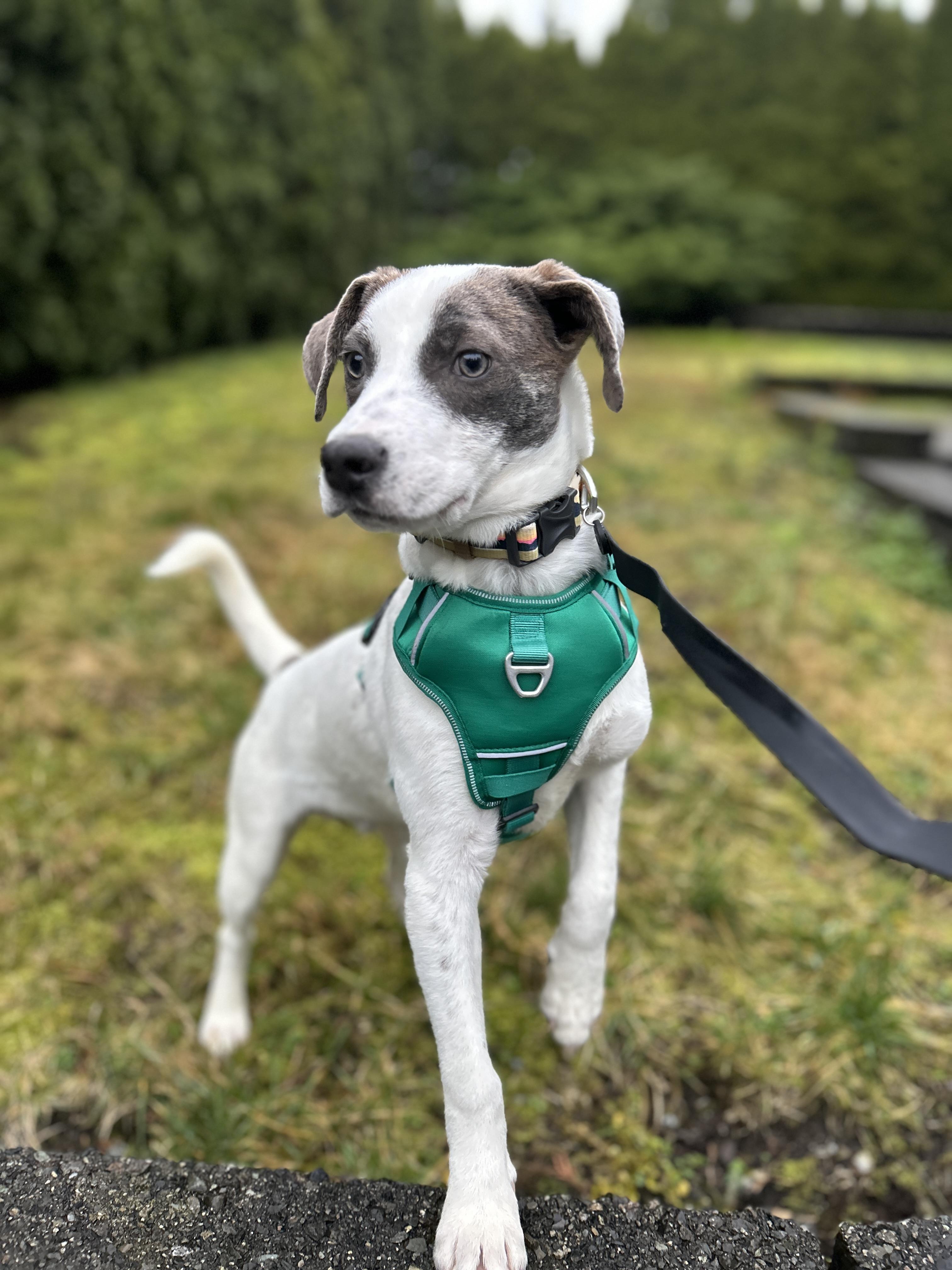 Enlarge Mika, an adopted Mixed Breed in BURNABY, BC image 1/2