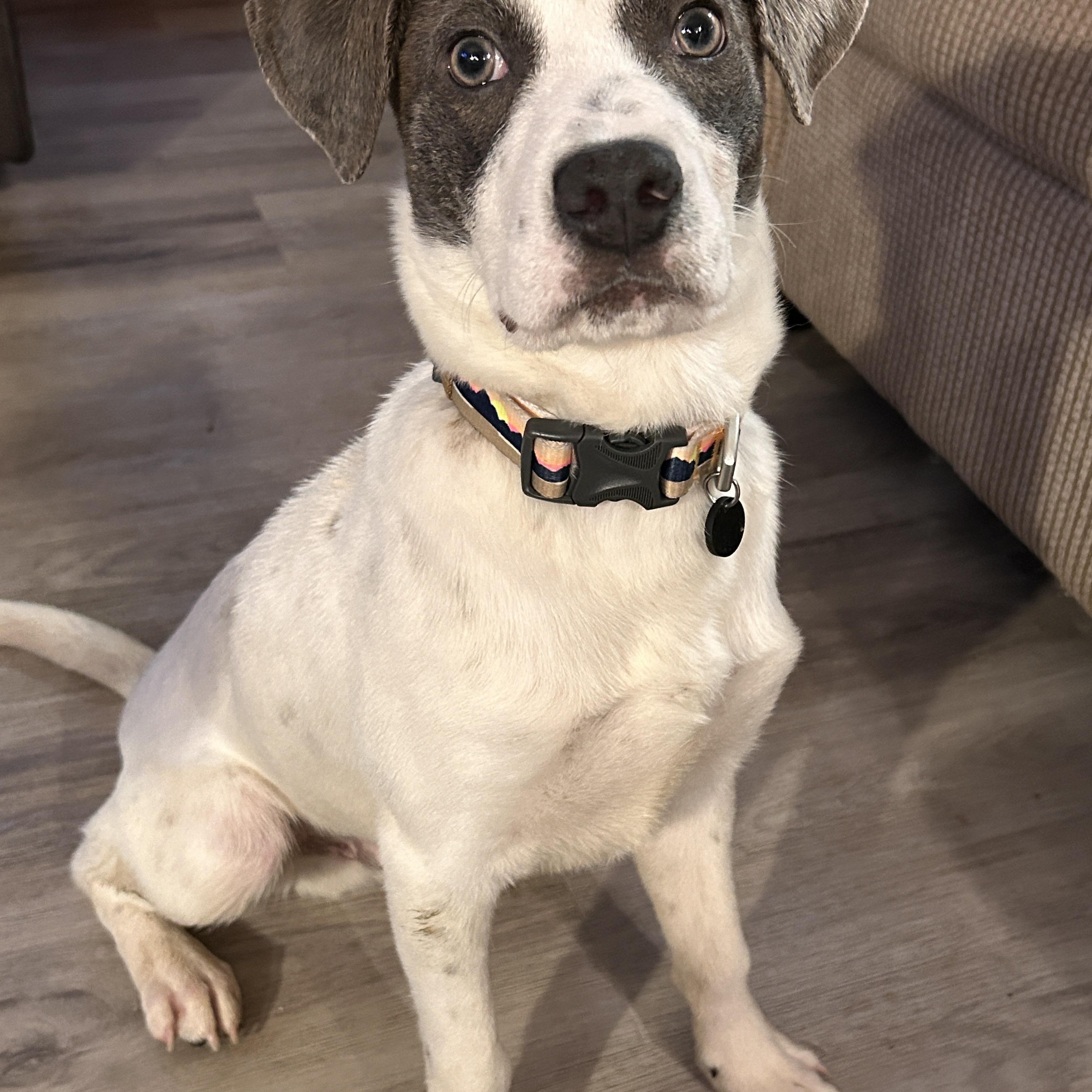 Enlarge Mika, an adopted Mixed Breed in BURNABY, BC image 2/2