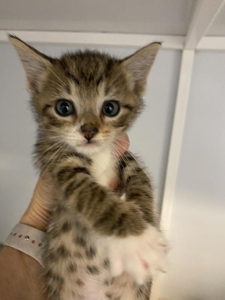 Enlarge Nugget, a Adopted Domestic Short Hair in Youngsville, NC image 1/1