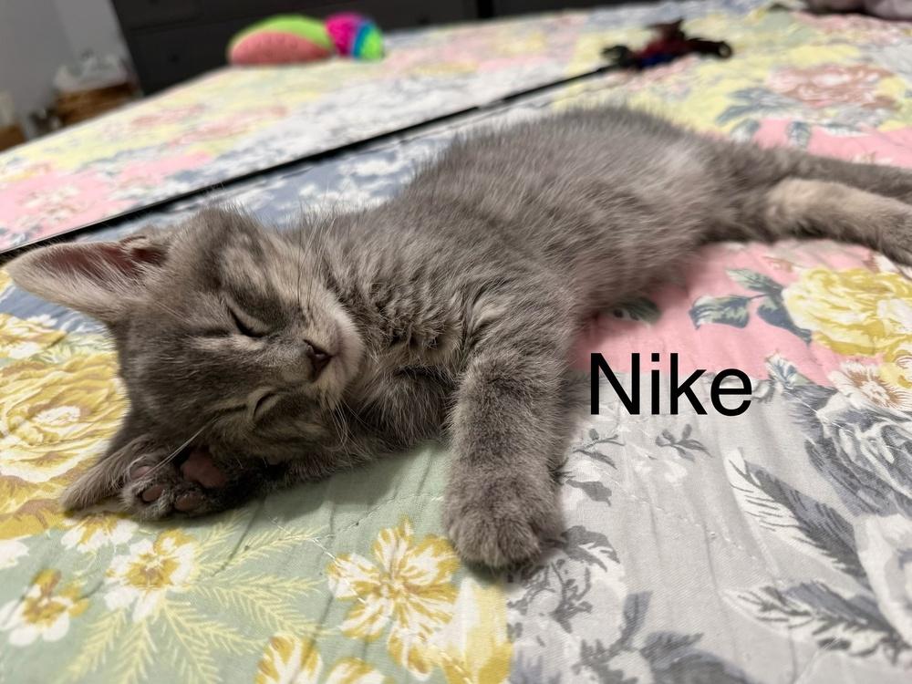 Enlarge Nike, a Adoptable mixed breed in Vienna , VA image 1/1