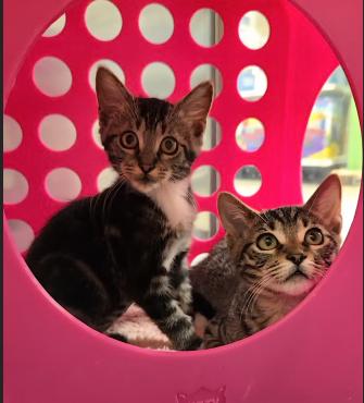 Texas, a Adopted mixed breed in oceanside, CA image 3/4