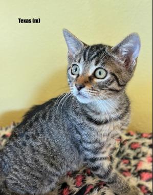 Texas, a Adopted mixed breed in oceanside, CA image 2/4