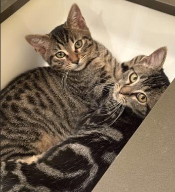 Texas, a Adopted mixed breed in oceanside, CA image 4/4