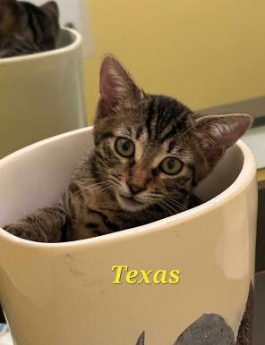 Texas, Adopted, Kitten Male Domestic Short Hair & Tabby.