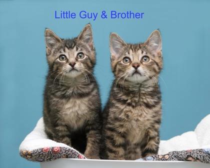 Brother, Adoptable, Kitten Male Domestic Short Hair & Domestic Short Hair.