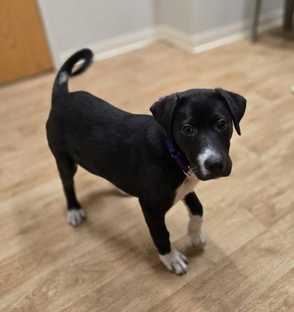 Enlarge Plum, a ADOPTABLE mixed breed in Woodstock, IL image 3/3