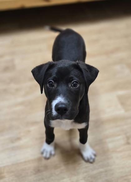 Enlarge Plum, a ADOPTABLE mixed breed in Woodstock, IL image 1/3