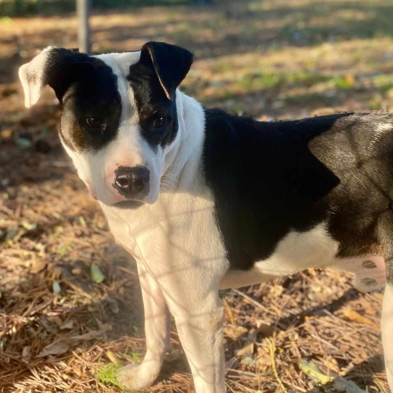 Photo of Adult Male Bulldog Black, White / Cream