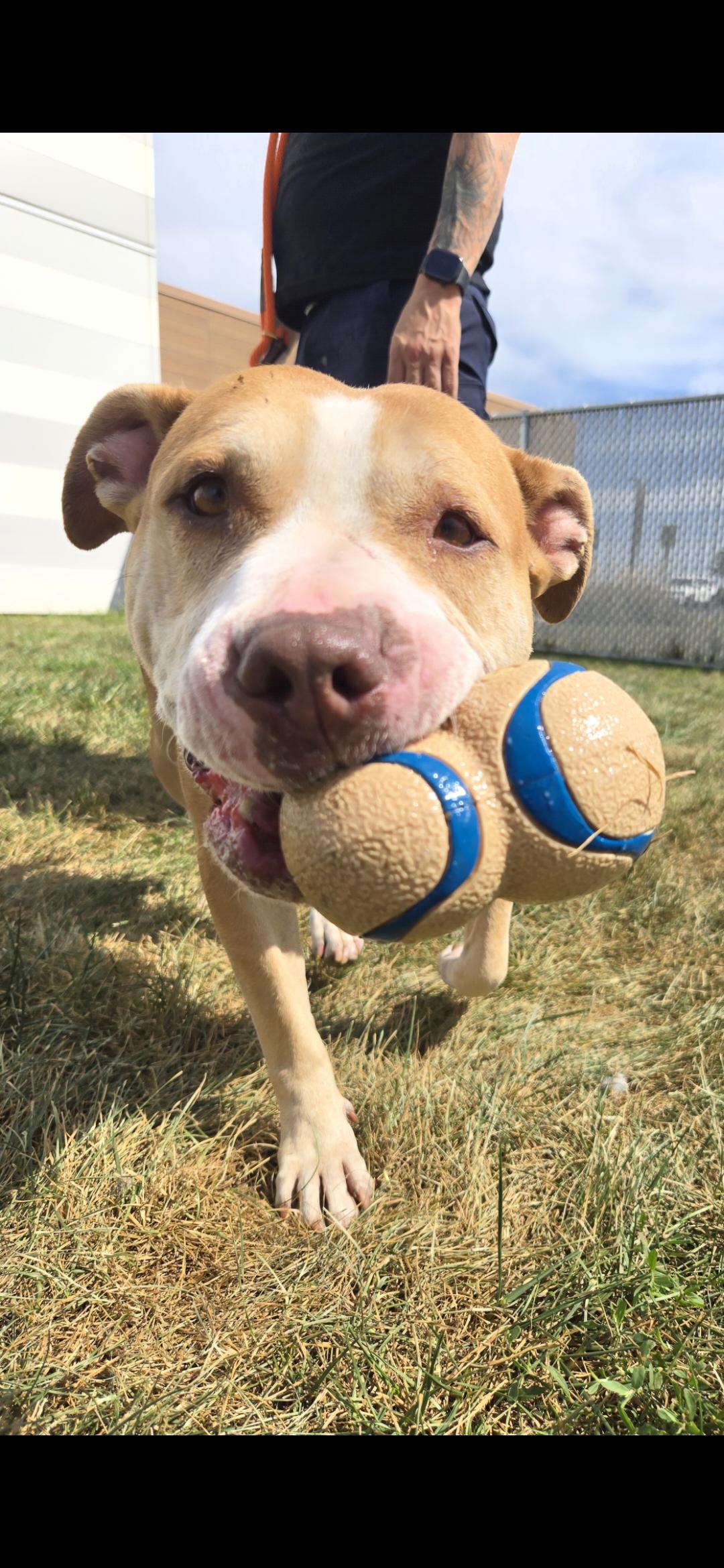 Enlarge Ghira, a Adoptable Terrier in Joliet, IL image 3/3