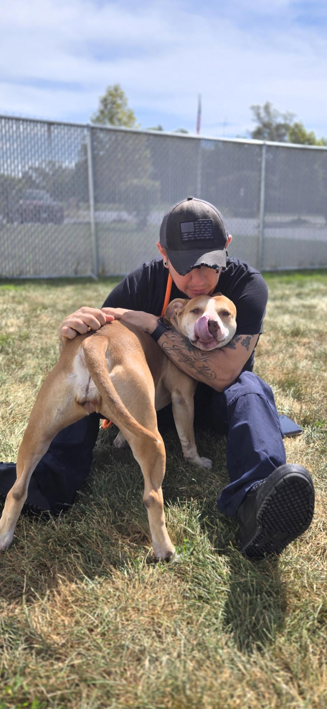Enlarge Ghira, a Adoptable Terrier in Joliet, IL image 2/3