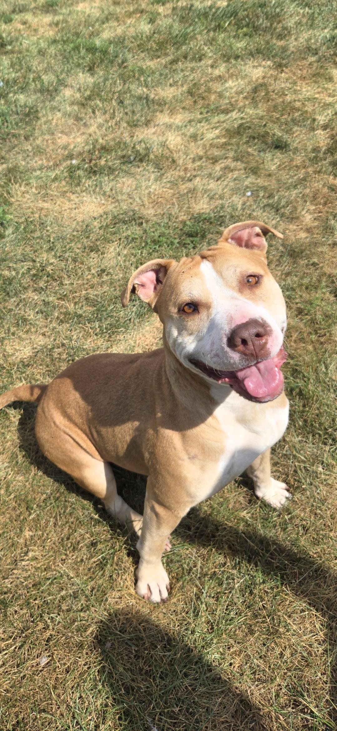 Ghira, Adoptable, Adult Female Terrier.