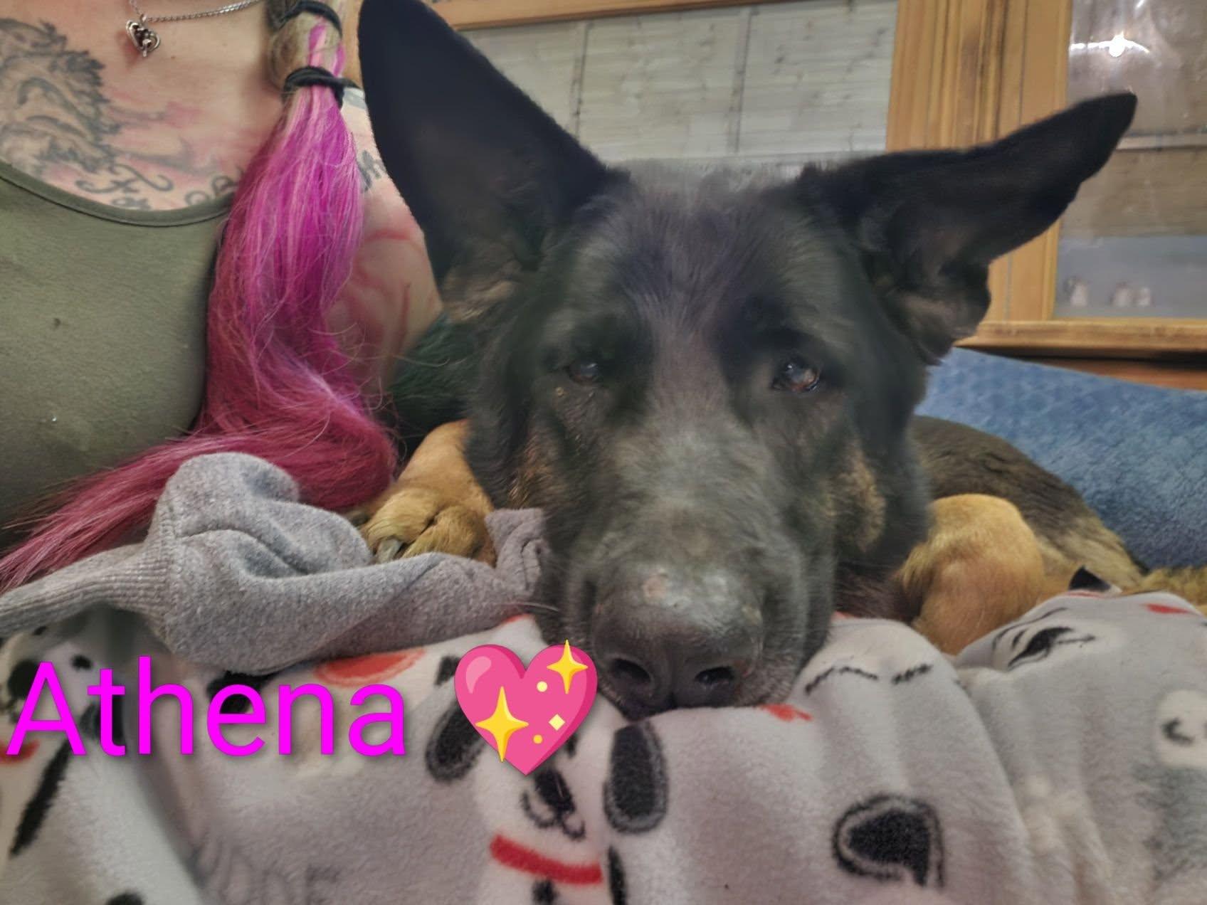 Enlarge Athena, a ADOPTABLE German Shepherd Dog in Manhattan, KS image 4/4