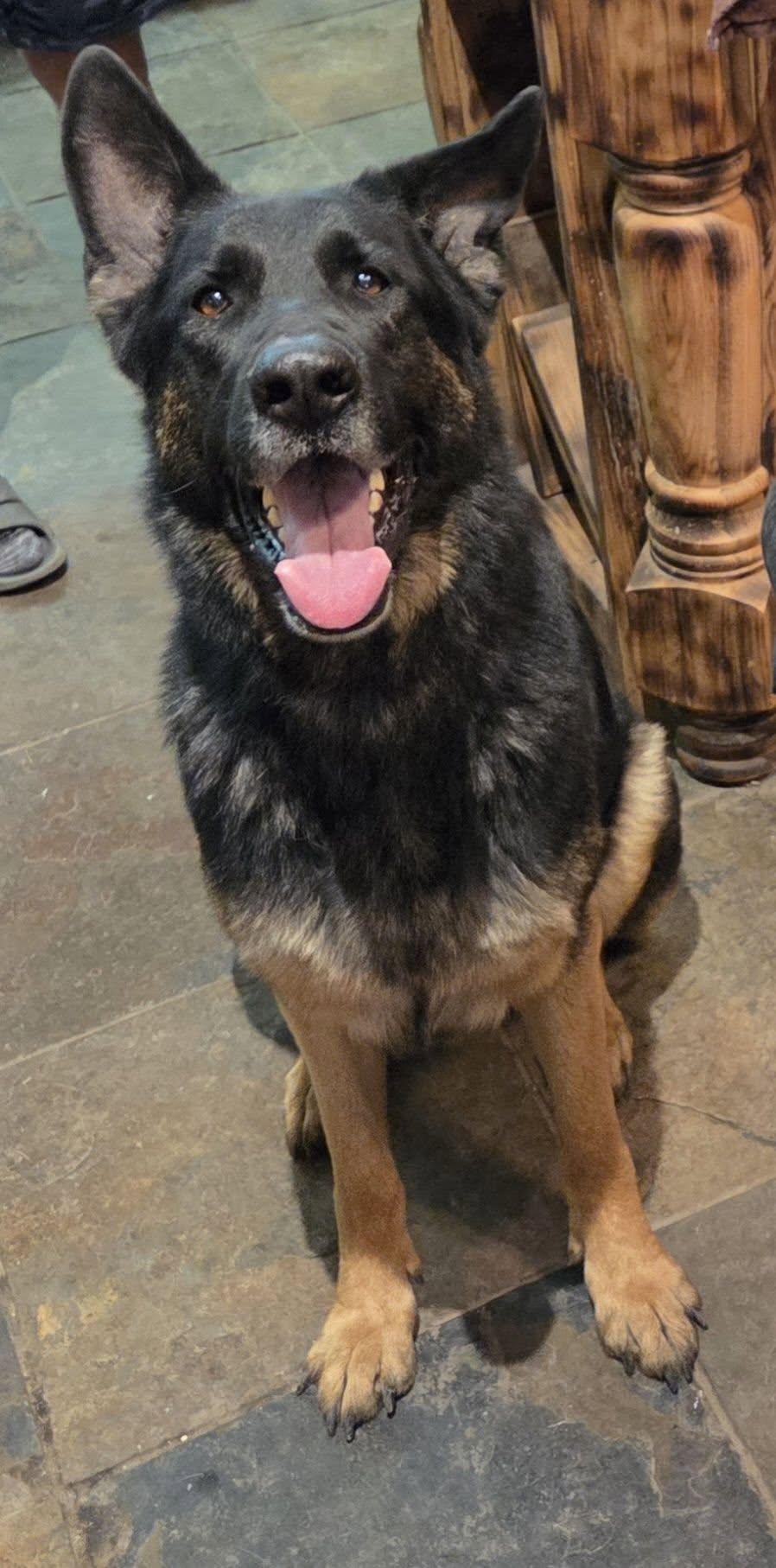 Athena, ADOPTABLE, Senior Female German Shepherd Dog.